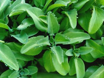 Close-up of green leaves