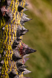 Close-up of lizard on tree trunk