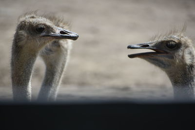 Close-up of ostrich against blurred background