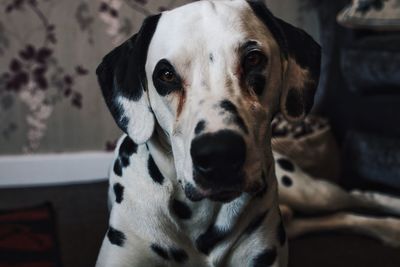 Close-up portrait of dalmatian dog relaxing at home