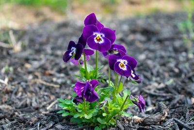 Close-up of purple crocus flowers on field