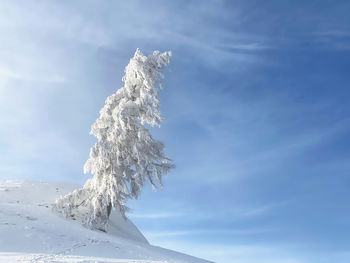 Low angle view of frozen tree against sky