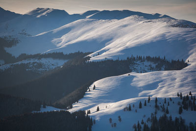 Winter landscape from rodnei mountains. foggy mornings with pine trees in the frozen national park.