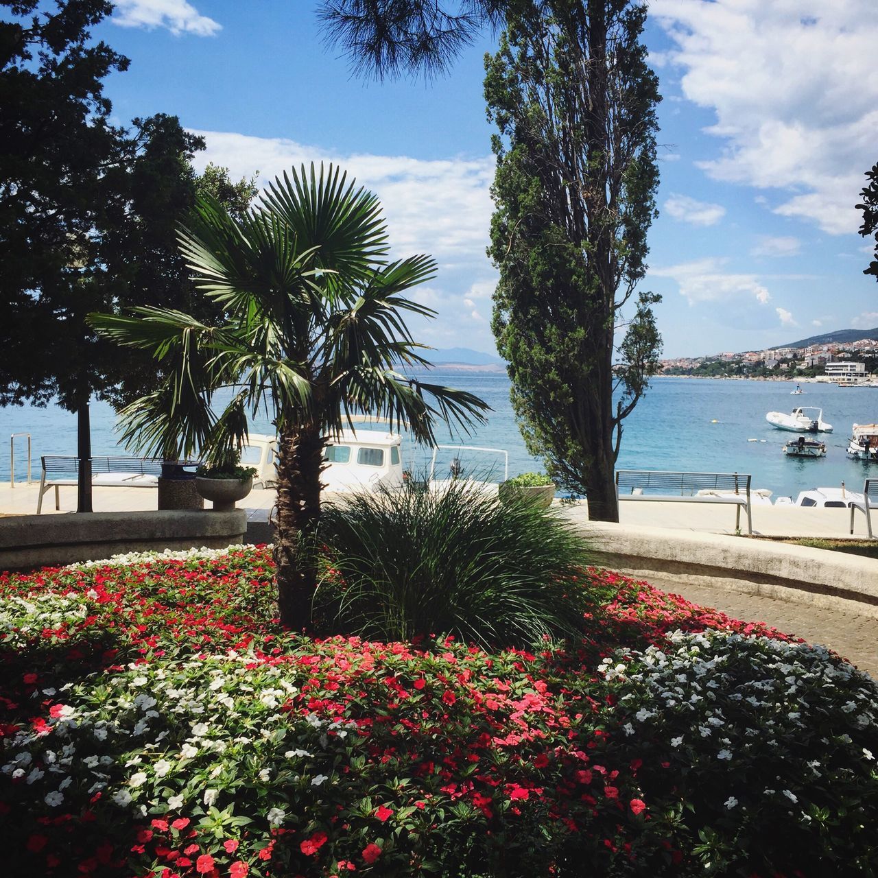 flower, growth, tree, palm tree, plant, water, tranquil scene, beauty in nature, scenics, tranquility, nature, sea, sky, freshness, tree trunk, day, fragility, outdoors, growing, cloud - sky, tall - high, in front of, no people, footpath, vacations, blooming, flowering, tourism, in bloom