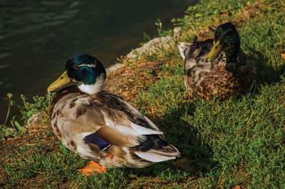 Ducks resting on lawn next to water at sunset in weesp. a pleasant small village in netherlands.