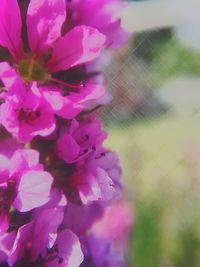 Close-up of pink flowers