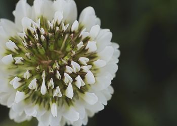 Close-up of white flowering plant in park