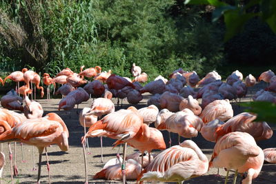 Flamingos on field