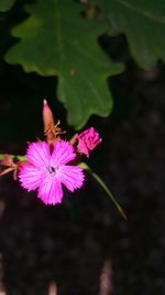 Close-up of bee on flower