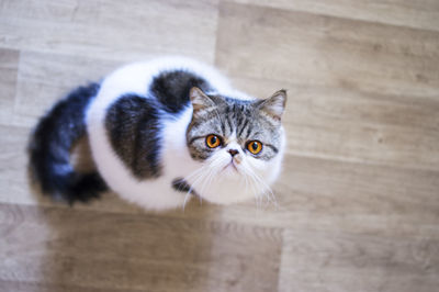 High angle view portrait of cat