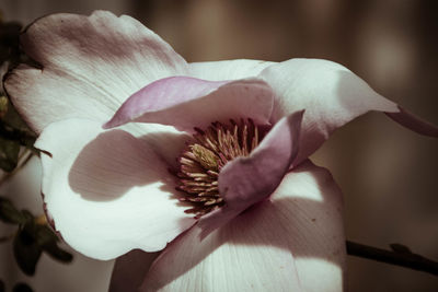 Close-up of white flowers