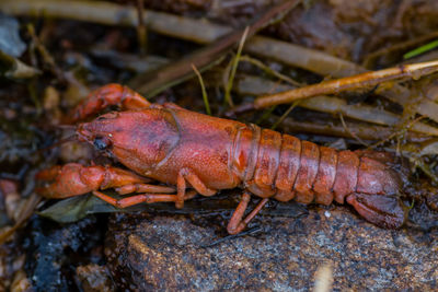 Close-up of lobster on rock