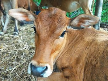 Close-up of cow