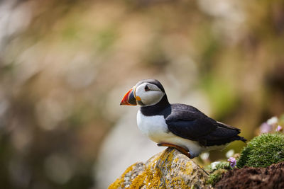 Puffin birds on the saltee islands in ireland, fratercula arctica