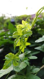 Close-up of fresh green plant