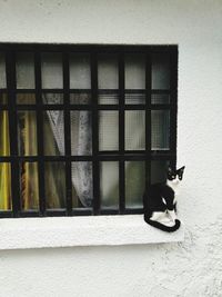 Cat sitting by window of building