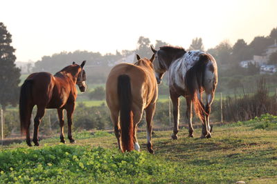 Horses standing in a field