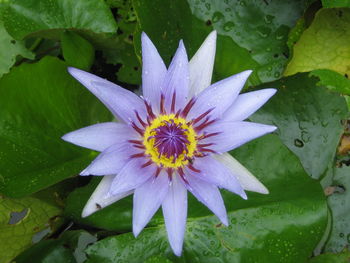 Close-up of lotus water lily