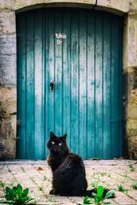 Black cat sitting before a blue wooden door in a backyard
