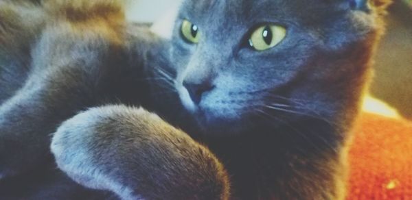 Close-up portrait of a cat