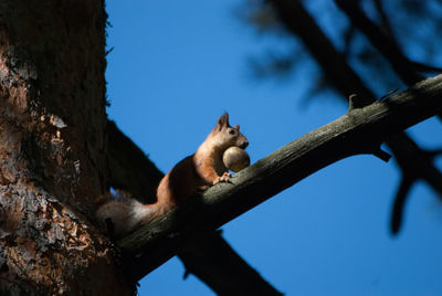 Low angle view of cat on tree