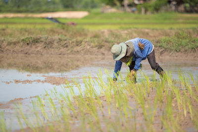 Farmer is planting rice in rice fields.