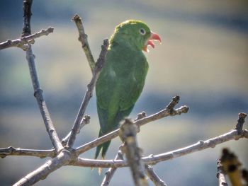 Close-up of bird perching on tree