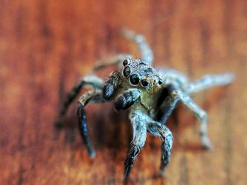 Close-up of spider