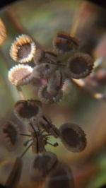 Close-up of honey bee on flower