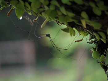 Close-up of spider on plant