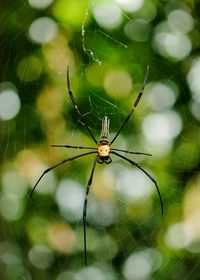 Close-up of spider on web