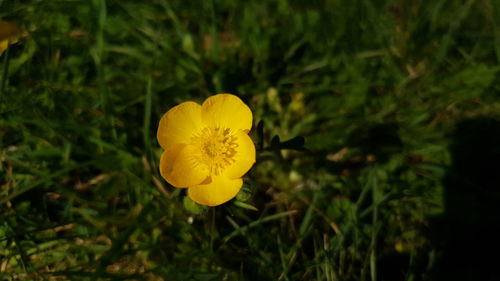 Close-up of yellow flowering plant on field