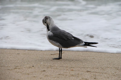 Side view of black-headed gull preening on shore at beach