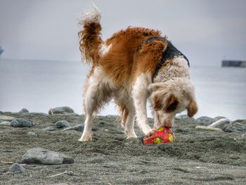 Dog playing 