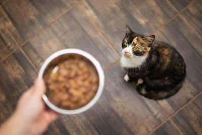 Man holding metal bowl with food for his tabby cat. pet owner giving feeding for cat at home.