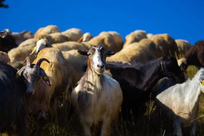 Goats against clear blue sky