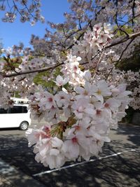 Pink flowers blooming on tree