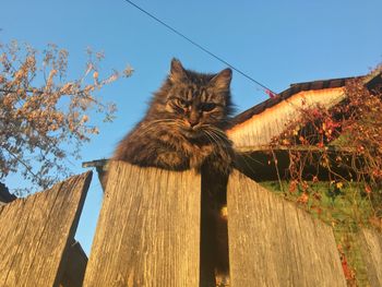 Low angle view of a cat