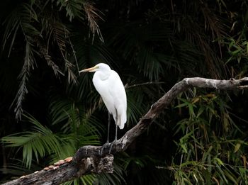 Close-up of heron perching on tree