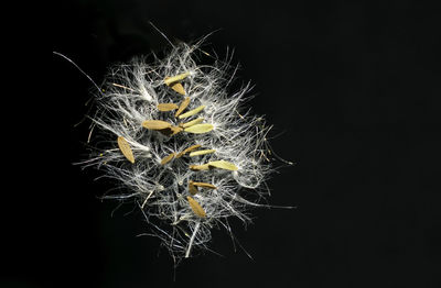 Close-up of dandelion against black background