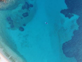 High angle view of jellyfish swimming in sea