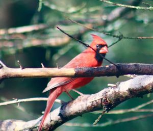 Close-up of a bird perching on branch