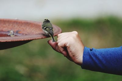 Cropped hand of man touching bird perching on metal