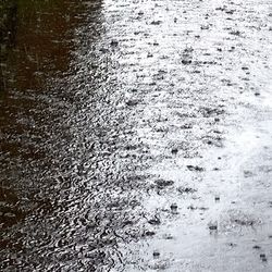 Reflection of trees in water