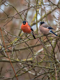 Birds perching on tree