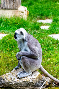 Monkey sitting on a field