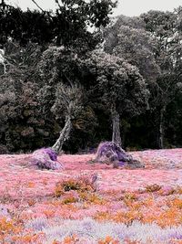 Trees growing on field in forest against sky