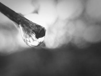 Close-up of water drops on leaf