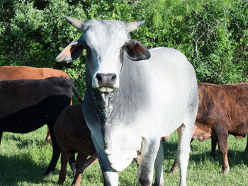 Cows standing on field