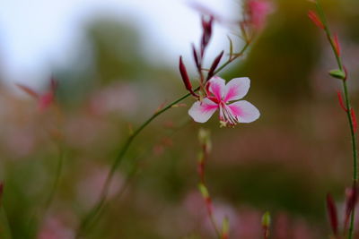 Close-up of pink cherry blossom